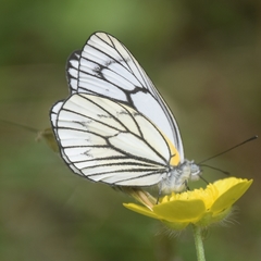Aporia leucodice