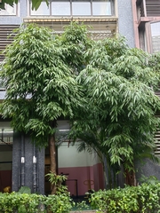 Ficus celebensis
