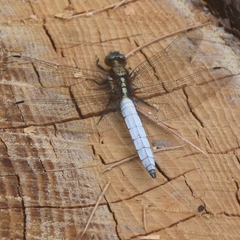Orthetrum internum