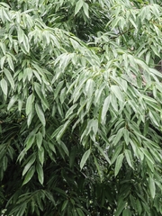 Ficus celebensis