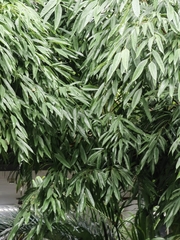 Ficus celebensis