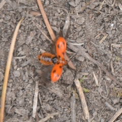 Paridea octomaculata
