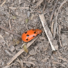 Paridea octomaculata