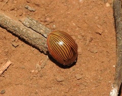 Paropsisterna variabilis
