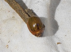 Paropsisterna variabilis