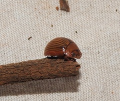Paropsisterna variabilis