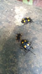 Eumorphus quadriguttatus