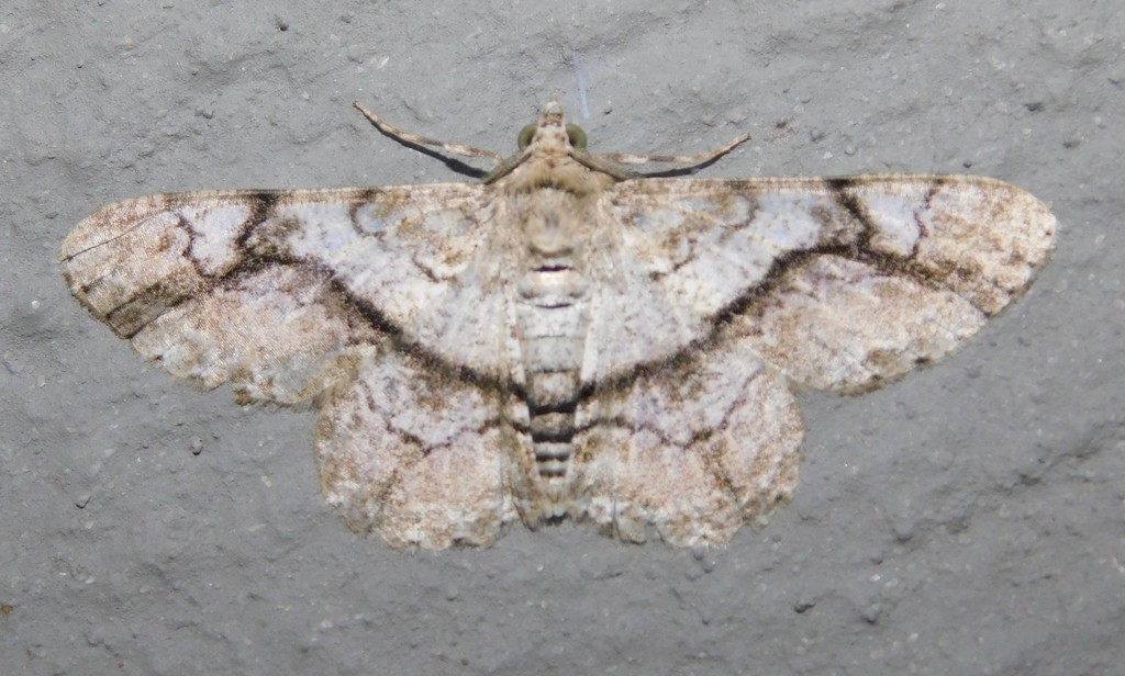 Cleora betularia