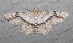 Cleora betularia