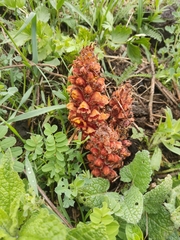 Orobanche colorata