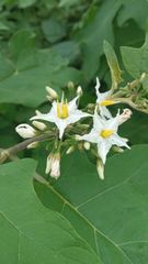 Solanum torvum