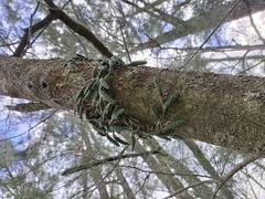 Dendrobium cucumerinum