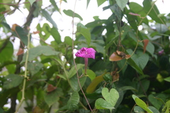 Ipomoea purga