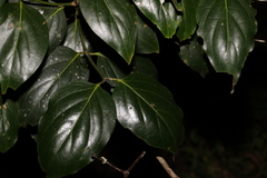 Psydrax lamprophylla