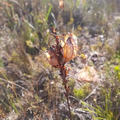 Tritoniopsis antholyza