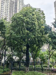 Cinnamomum parthenoxylon