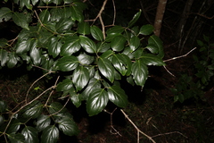 Psydrax lamprophylla