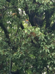 Cinnamomum parthenoxylon