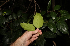 Psydrax lamprophylla