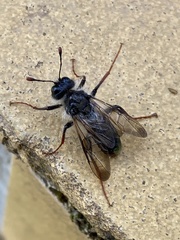 Pseudoclavellaria amerinae