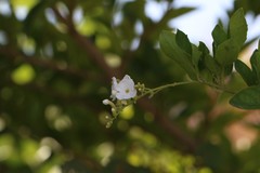 Duranteae