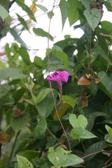 Ipomoea purga