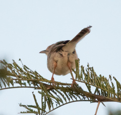Cisticola chiniana