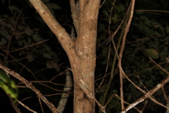 Psydrax lamprophylla