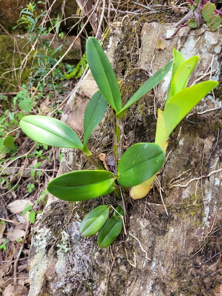 rock orchid