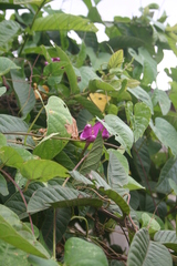Ipomoea purga