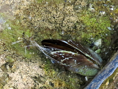 Aulacomya atra