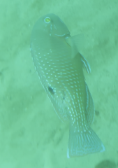 Choerodon schoenleinii