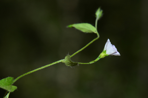 Convolvulus siculus elongatus