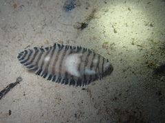 Harrowed Sole photo 3