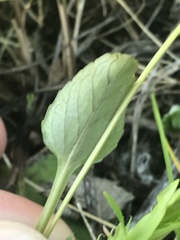 Viola accrescens