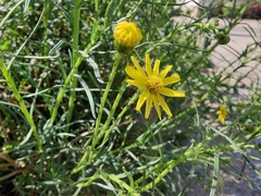Senecio inaequidens