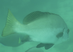 Plectorhinchus unicolor