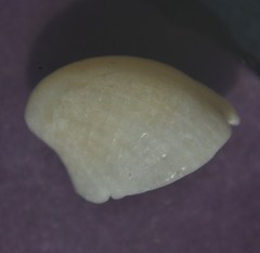 Emarginula
