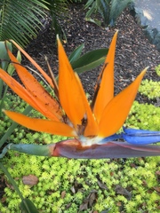 Strelitzia juncea