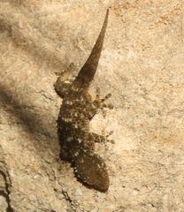 Tarentola mauritanica