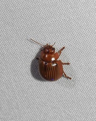 Paropsisterna variabilis