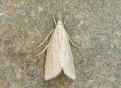 Eoreuma densellus