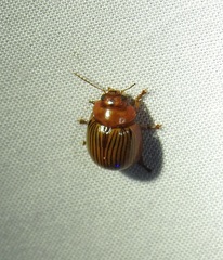 Paropsisterna variabilis