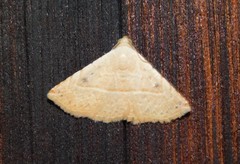 Eublemma gayneri