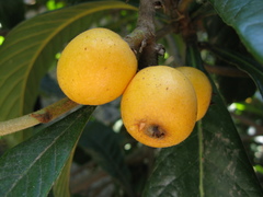 Eriobotrya japonica