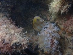 Parachaetodon ocellatus