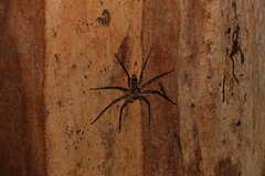 Heteropoda procera