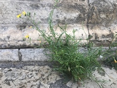 Sonchus tenerrimus