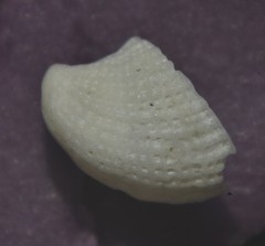 Emarginula rosea