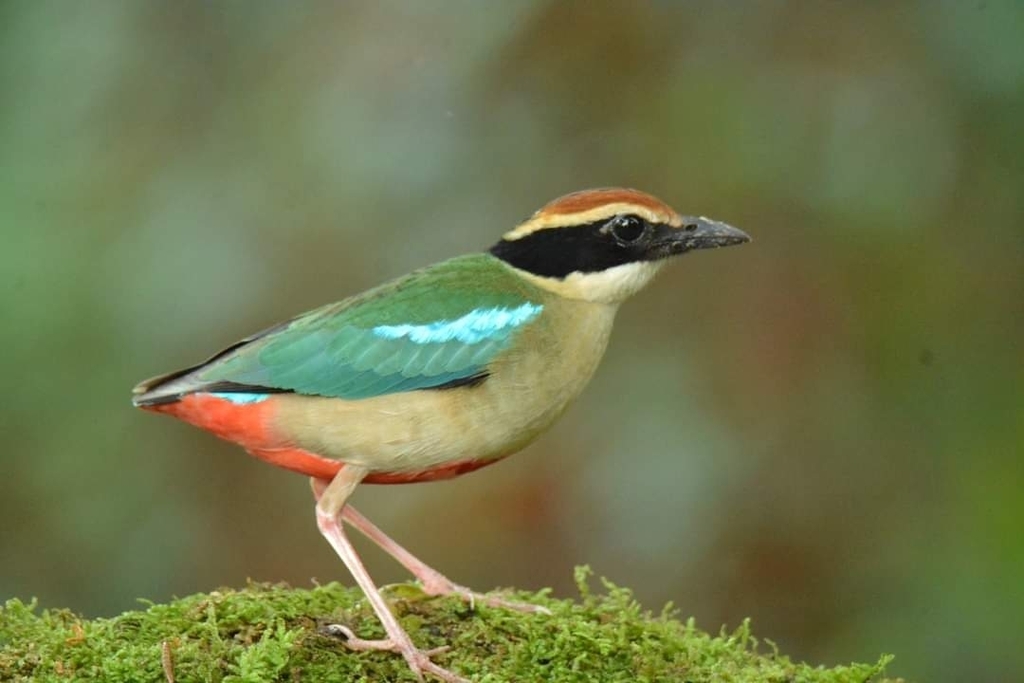 Fairy Pitta photo